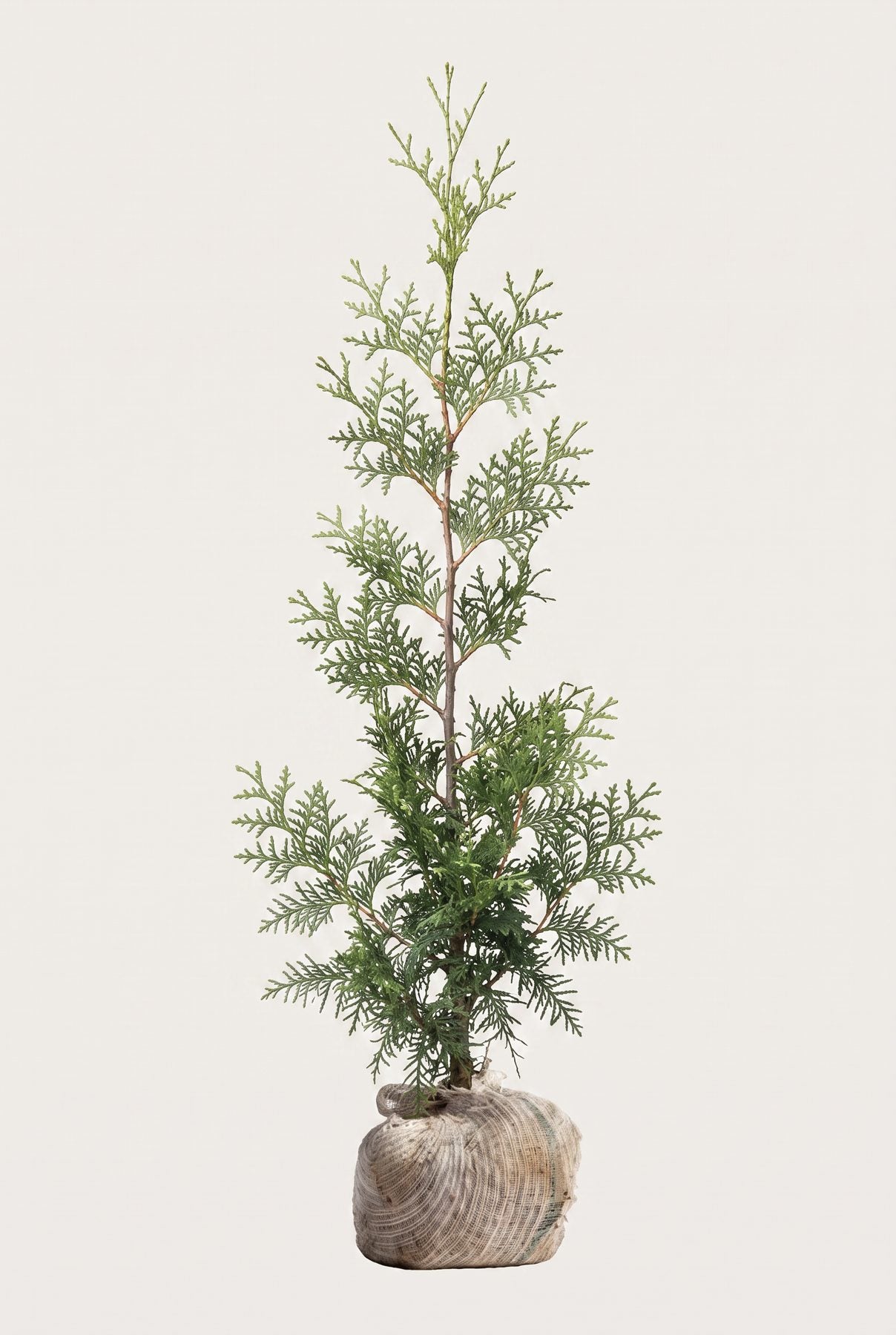 Thuja Brabant rotklump 80-120 cm i outlet-kvalitet