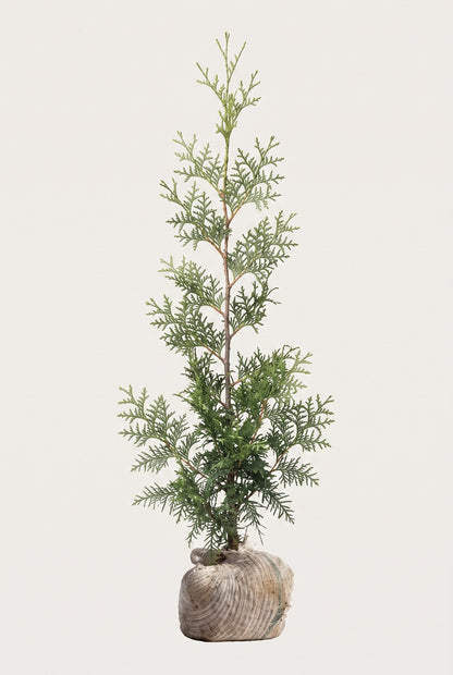 Thuja Brabant rotklump 80-120 cm i outlet-kvalitet