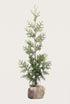 Thuja Brabant rotklump 80-120 cm i outlet-kvalitet