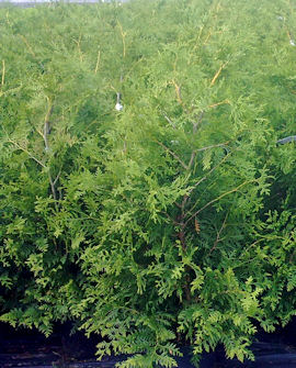 Thuja occidentalis &