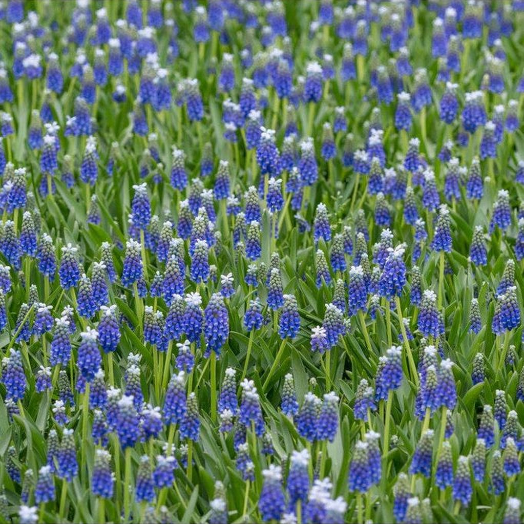 Armenisk pärlhyacint-Muscari armenicum &