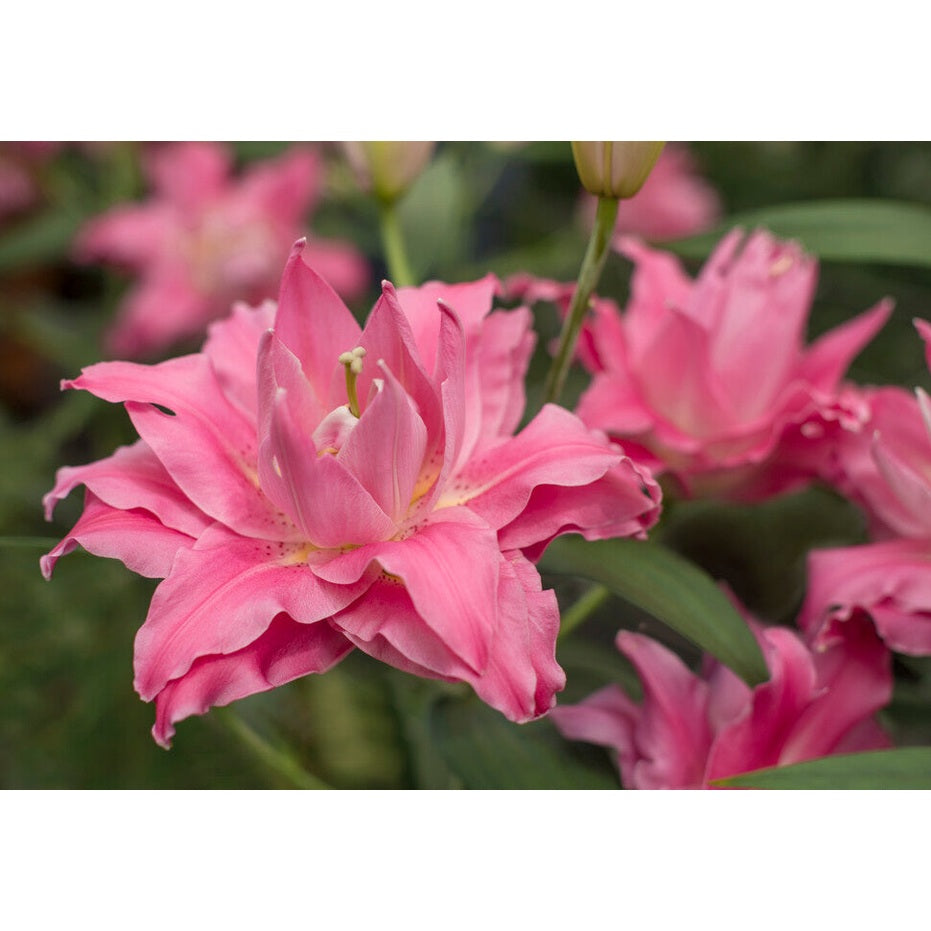 Orientalisk lilja-Lilium Oriental Dreamline 2-pack