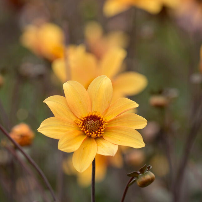 Dahlia Border Bishop of York 1-pack