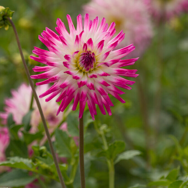 Dahlia Cactus Hayley Jane 1-pack