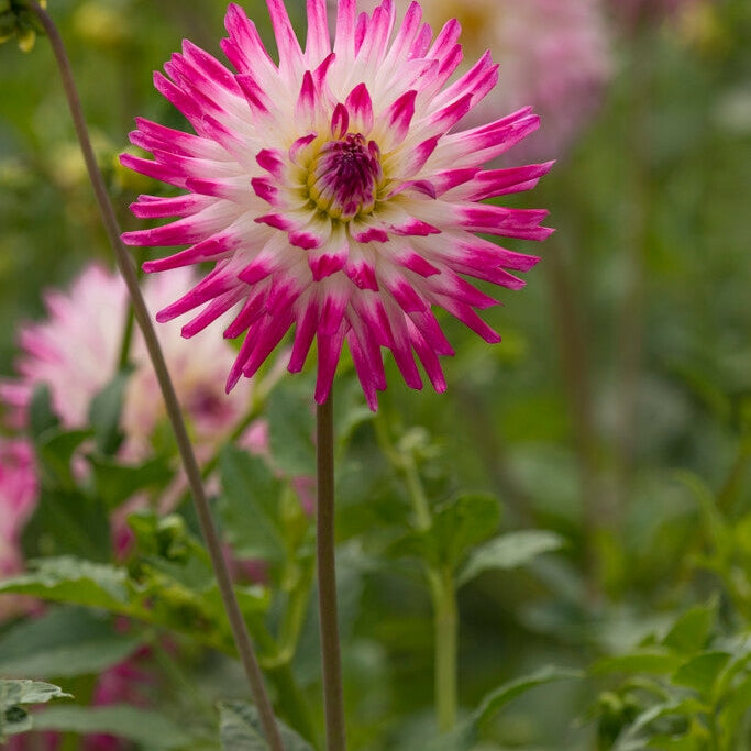 Dahlia Cactus Hayley Jane 1-pack