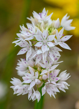 Allium 'Graceful Beauty' 5 kpl