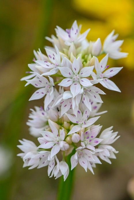 Allium 'Graceful Beauty' 5 kpl
