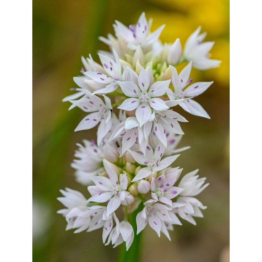 Allium 'Graceful Beauty' 5-pack