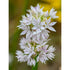 Allium &