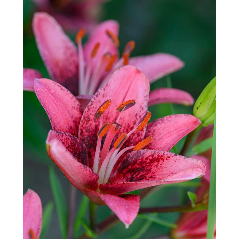 Lilja-Lilium 'Purple Dream' 2-pack