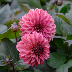 Collection image for: Bästsäljande Dahlia