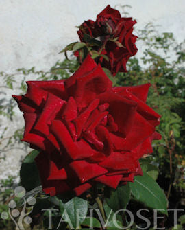 Storblommig ros Rosa &