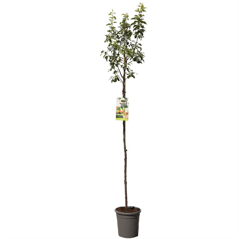 Pyrus communis &