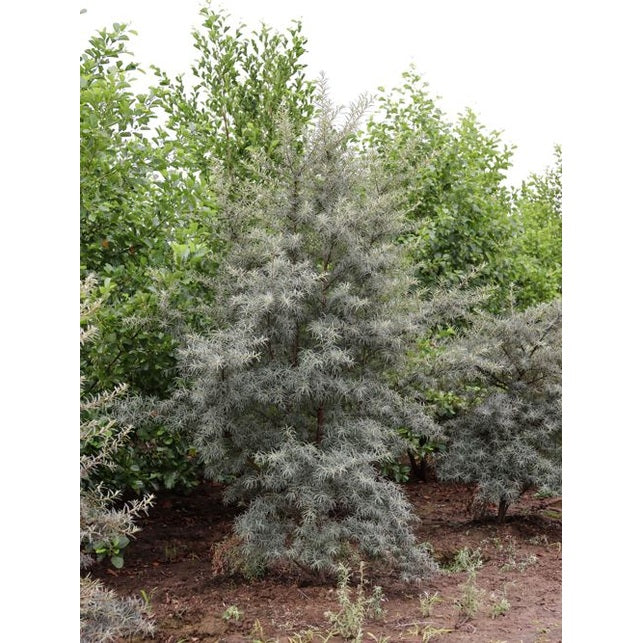 Havtorn - Hippophae rhamnoides 250-300 MS DRKL