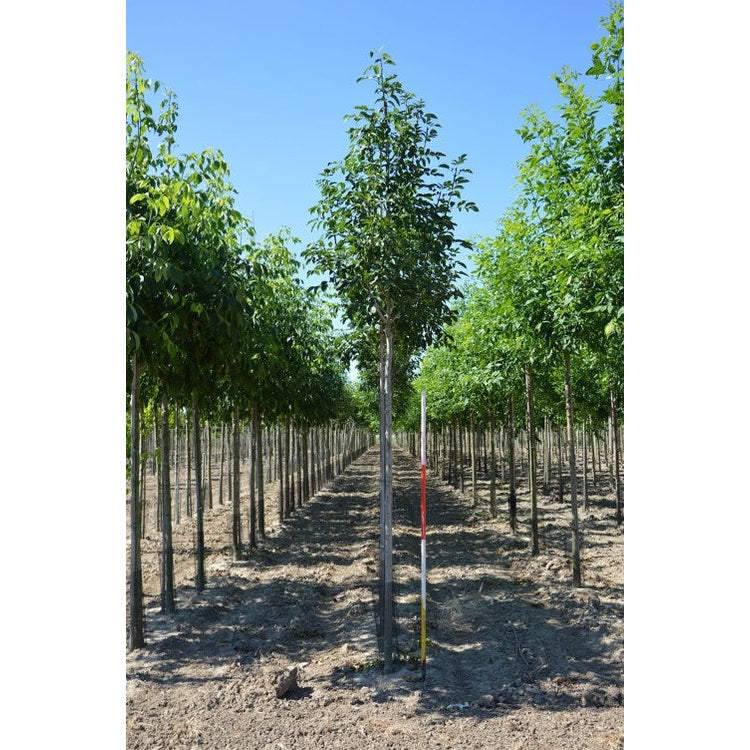 Mannaask - Fraxinus ornus  - Stammens omkrets 14-16 cm, höjd 3,5-4 meter,   HS,