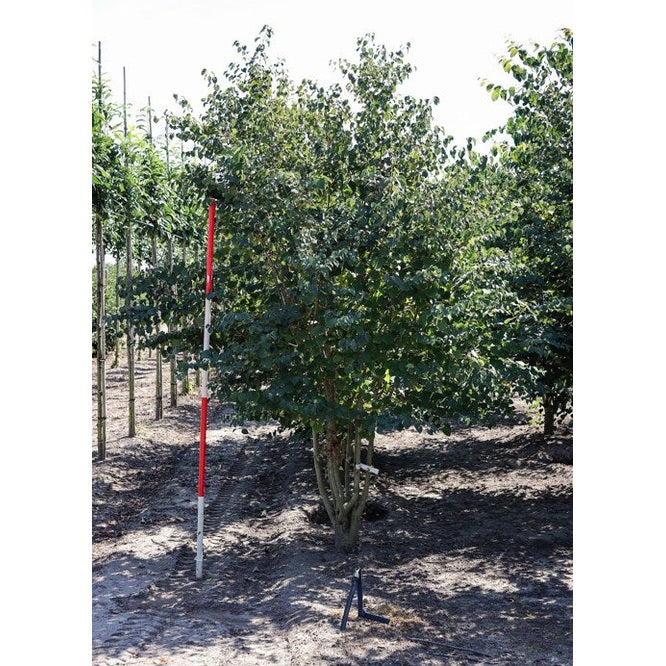 Katsura - Cercidiphyllum japonicum 250-300 MS DRKL