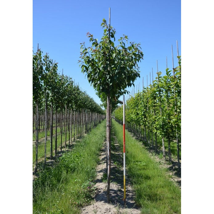 Bergkörsbär - Prunus sargentii 12-14 HS,