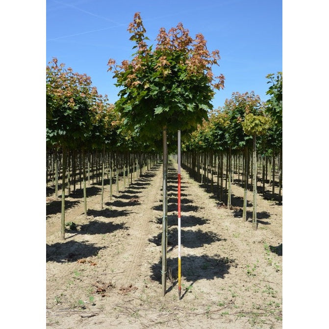 Klotlönn - Acer platanoides 'Globosum'  - Stammens omkrets 14-16 cm, höjd 3,5-4 meter,   HS,