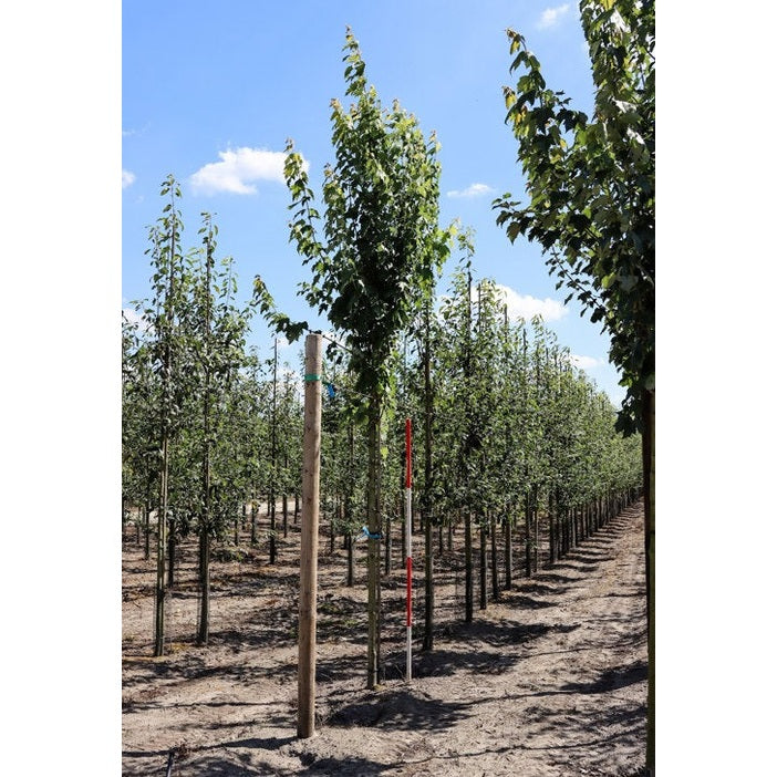 Rödlönn - Acer rubrum 'October Glory' 12-14  HS,