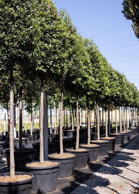 Quercus ilex 20-25HO CONT