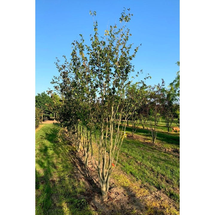 Papegojbuske - Parrotia persica &
