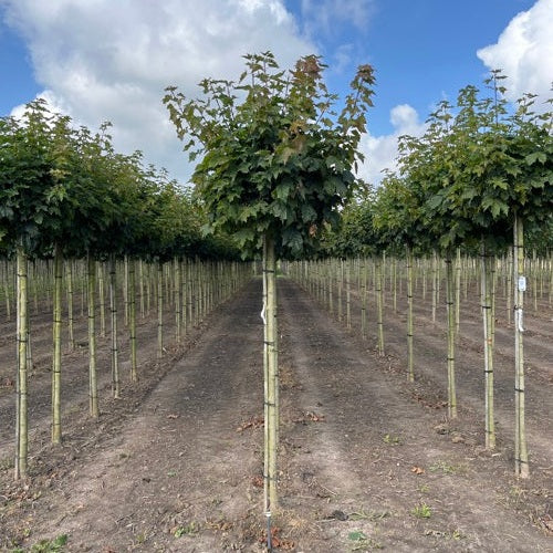Klotlönn - Acer platanoides 'Globosum'  - Stammens omkrets 16-18 cm, höjd 3,5-4 meter,   HS,