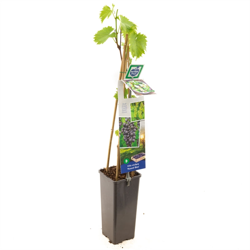 Vitis &