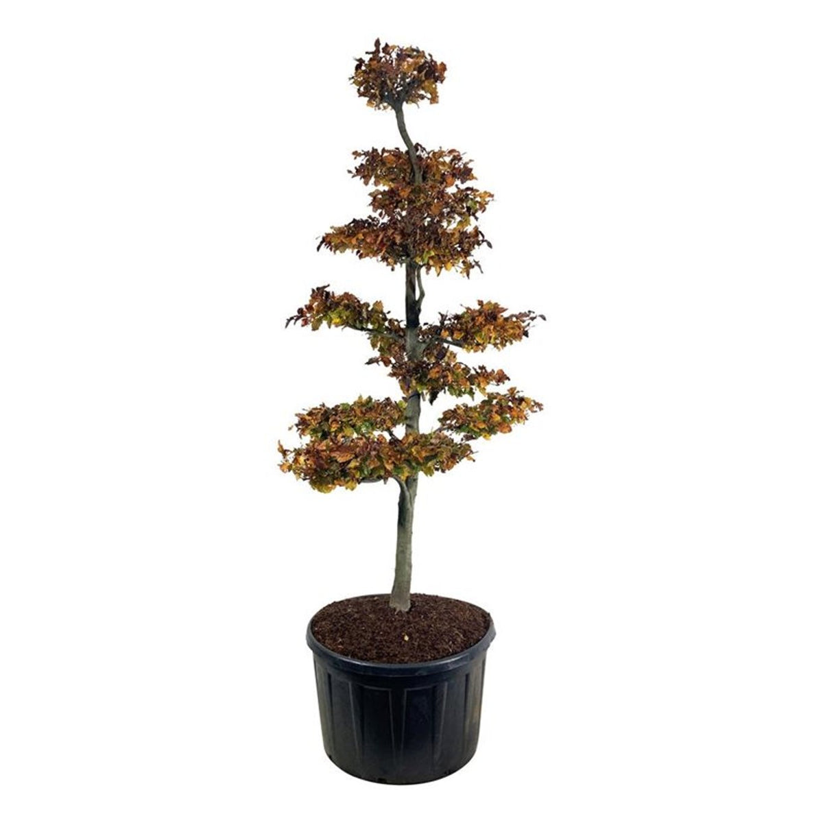 Fagus syl. &