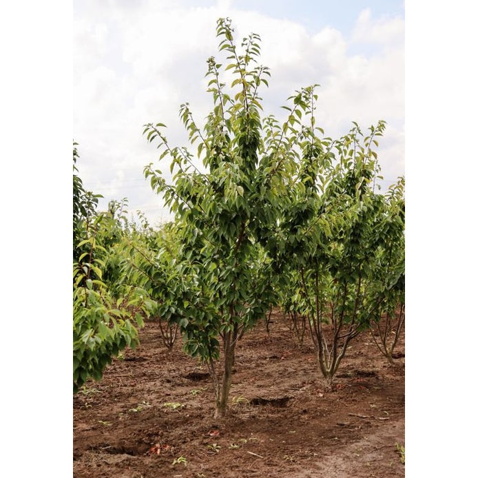 Prydnadskörsbär - Prunus serrulata &