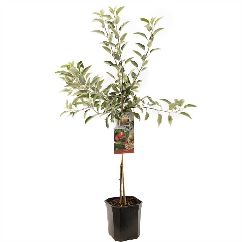 Malus domestica &