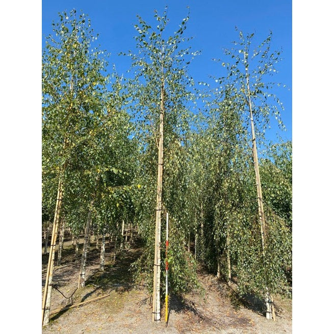 Hängbjörk - Betula pendula 'Tristis'  - Stammens omkrets 16-18 cm, höjd 3,5-4 meter,   HS,