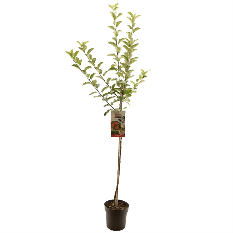 Malus domestica CPRO Elstar – 120 cm stam, C8 (8 liters kruka)
