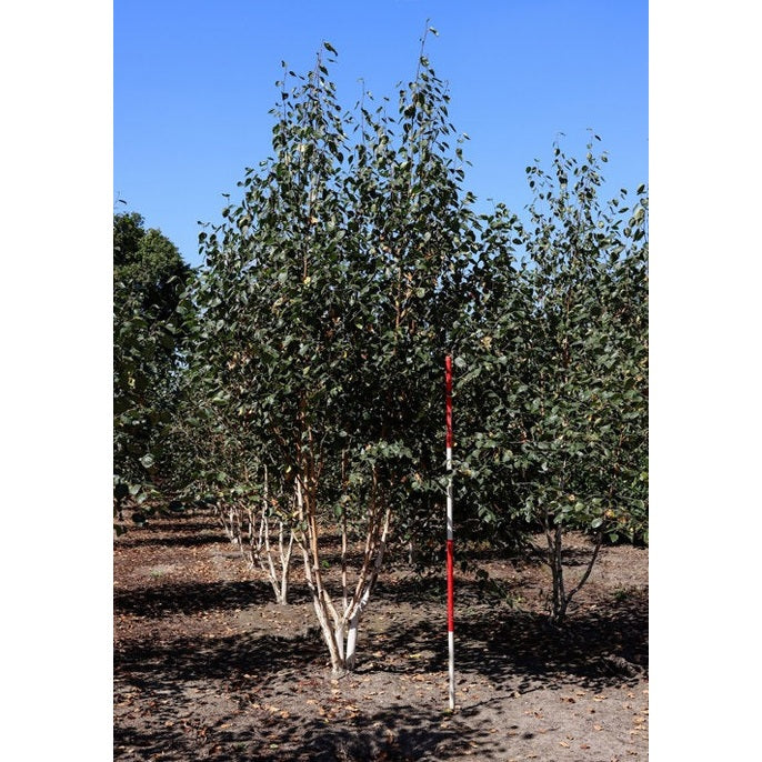 Everestbjörk - Betula utilis 'Jacquemontii' 350-400 MS COCO