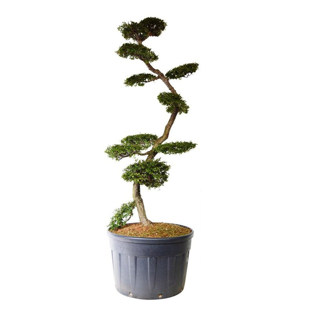 Nothofagus antarctica Bonsai 200-225 cm C230 (230 liters kruka)
