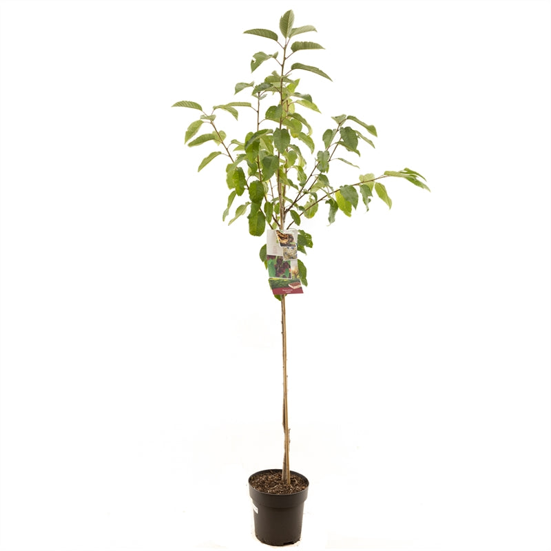 Prunus avium &