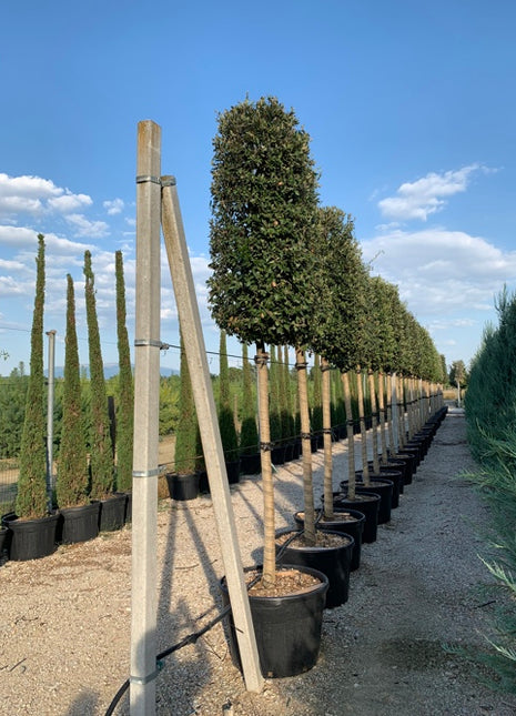 Quercus ilex 18-20HO CONT