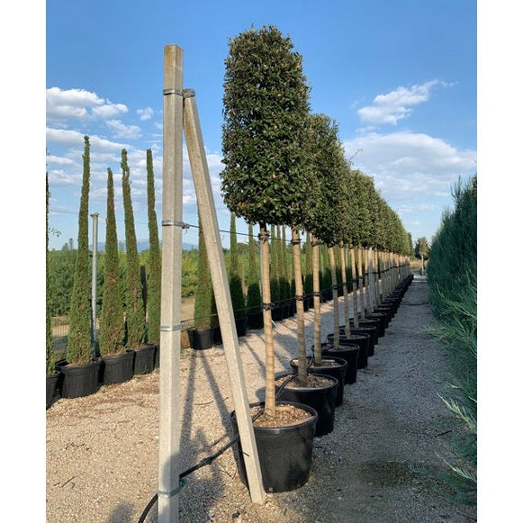 Stenek - Quercus ilex  - Stammens omkrets 18-20 cm, höjd 4 +/- meter,  HS, CONT