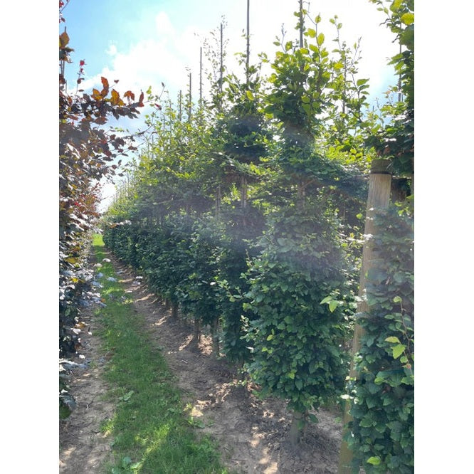 Bok -Fagus sylvatica  - Stammens omkrets 14-16 cm, höjd 3,5-4 meter,  GEV