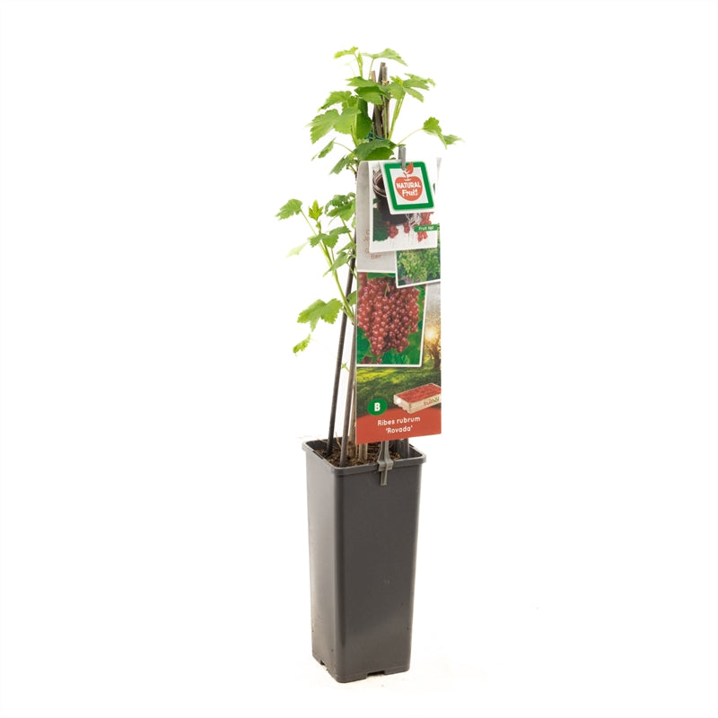 Ribes rubrum &
