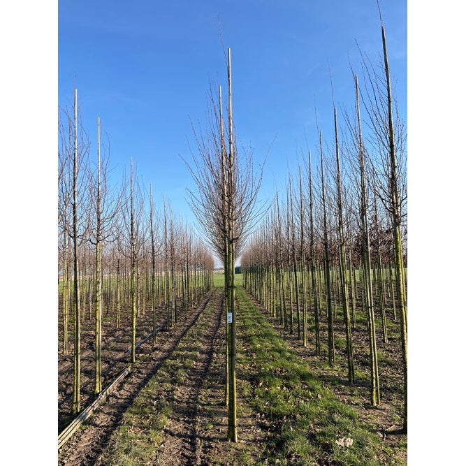 Pyramidavenbok - Carpinus betulus 'Fastigiata'  - Stammens omkrets 14-16 cm, höjd 3,5-4 meter,   HS, COCO