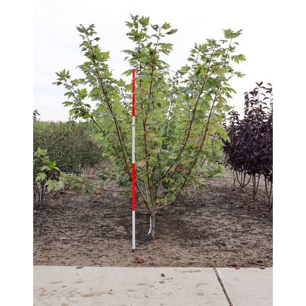 Freemanlönn - Acer freemanii AUTUMN BLAZE 200-250 MS