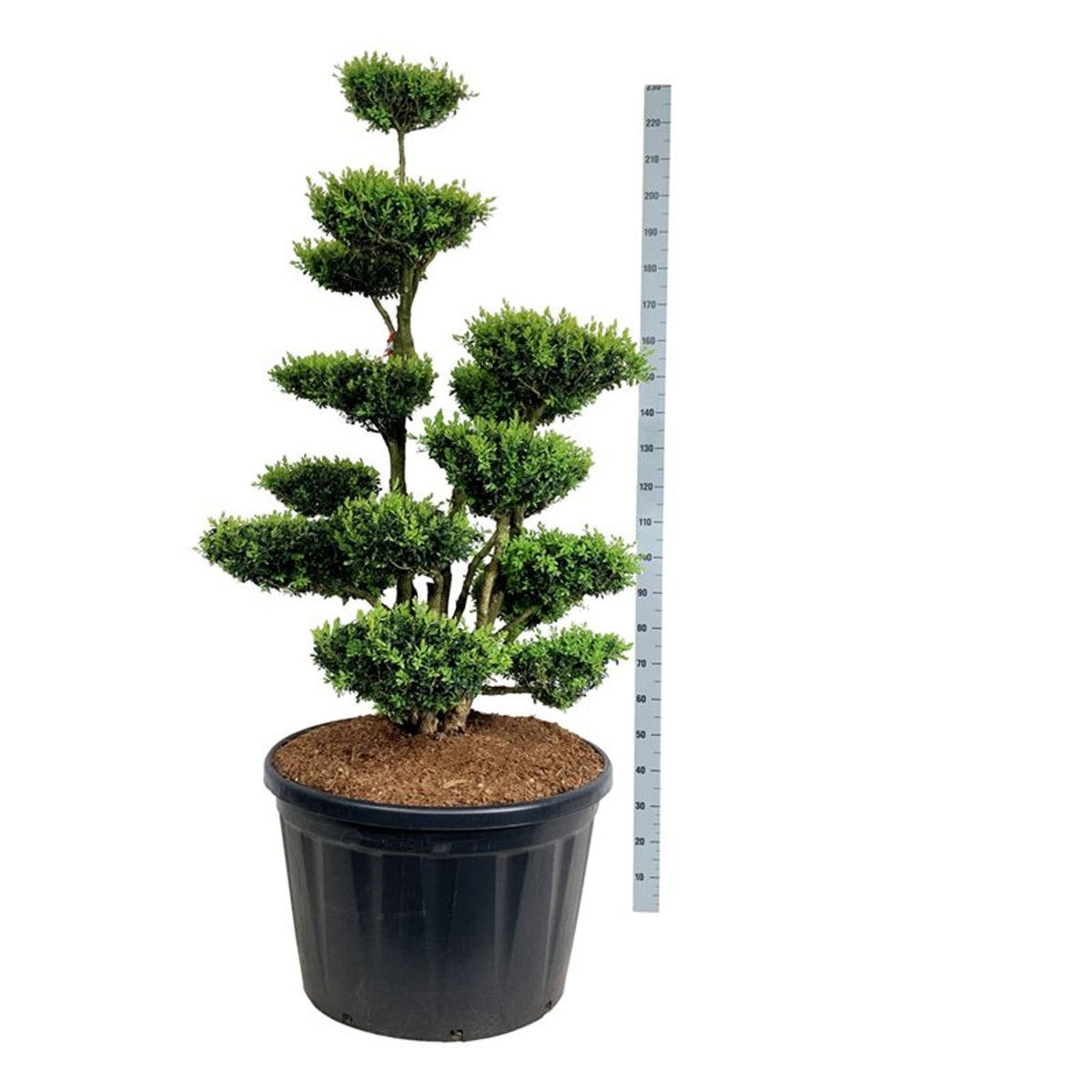 Buxus sempervirens Bonsai 150-175 cm P85/C230 (230 liters kruka)