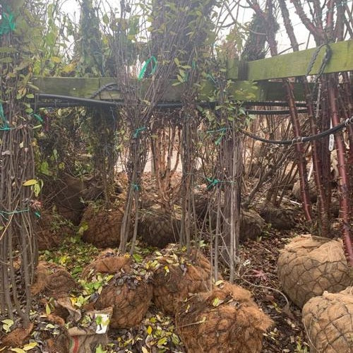 Sälg - Salix caprea 250-300 MS DRKL