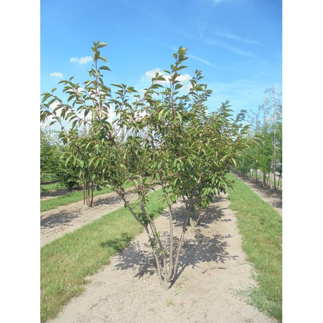 Prydnadskörsbär - Prunus &