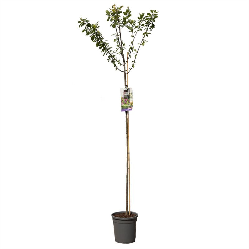 Plommon - Prunus domestica &