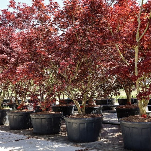 Japansk blodlönn - Acer palmatum 'Bloodgood' 250-300 MS CONT