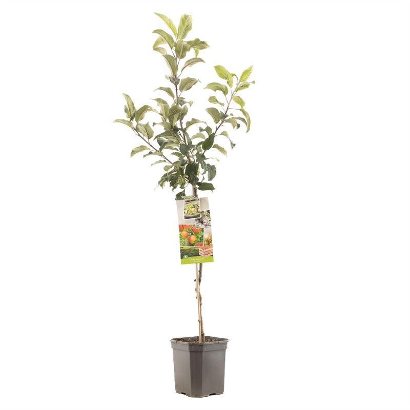 Malus domestica &