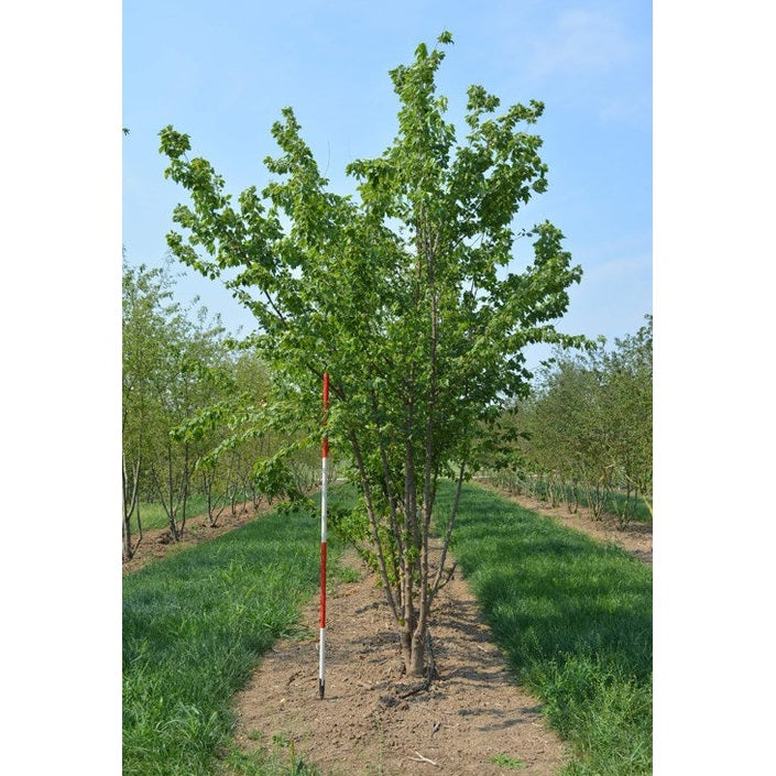 Tridentlönn - Acer buergerianum 350-400 MSTEM