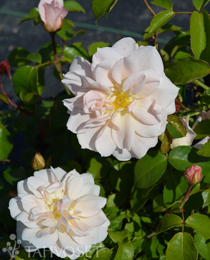 Rosa &