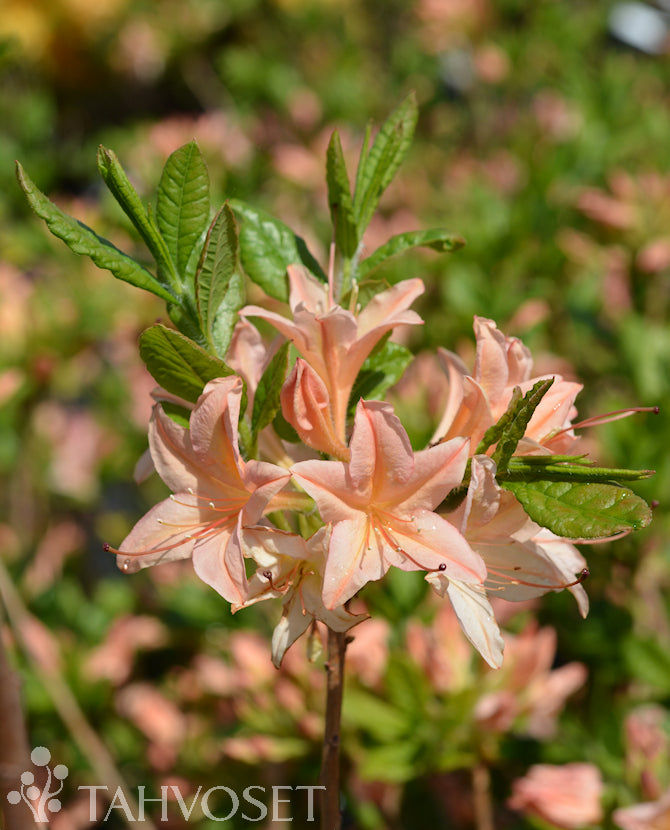 Azalea &